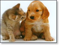 cane e gatto